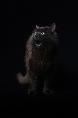 Grey cat portrait