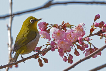 桜とメジロ