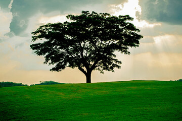 Obraz premium Big tree alone in the meadow