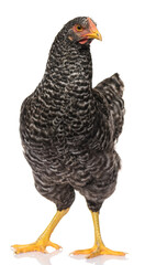 one black chicken isolated on white background, studio shoot