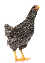 one black chicken isolated on white background, studio shoot