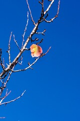 Colorful leaves on the branches of an apricot tree in late autumn against a blue sky. The colors of autumn.