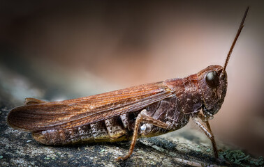 brown Grashopper