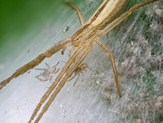 Spider with Babys