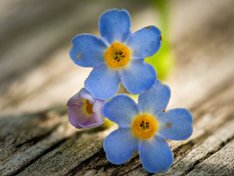 Macro Flower