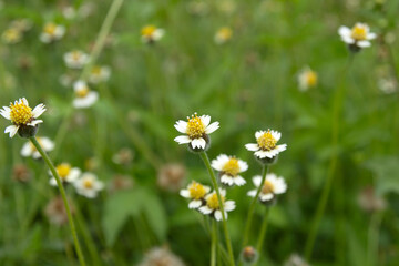 Grass flowers blooming on the roadside.