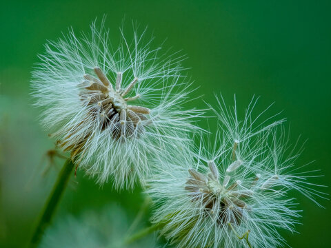 dandelion macro