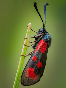 Red dotted butterfly