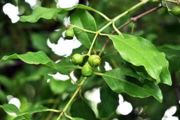 Three four Green Sandalwood Fruits with Leafy background