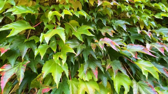 Bl&auml;tterwand am Haus