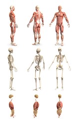9 hi-res renders in 1, mans body with muscle map and skeleton and organs - anatomy research concept - cg medical 3D illustration isolated