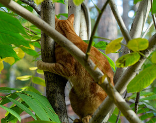 red cat climbs a tree in the garden
