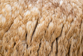 Natural fur background pattern image, white tones, brown