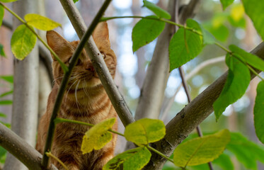 red cat climbs a tree in the garden