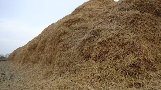 huge pile of hay close up