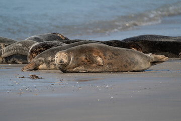 Fototapeta premium Group with different shapes and sizes of gray seal. Dune, Germany