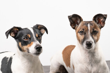 Two cheerful Jack Russell Terriers posing in a studio, in full length, on a gray blanket