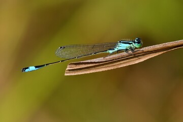 Ischnura elegans, maschio