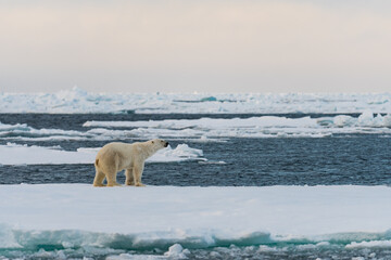 polar bear on ice © Dalida Innes