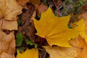 Naklejka na ściany i meble Colorful leaves of autumn, soft focus