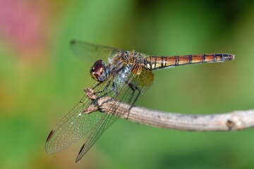 Trithemis annullata,femmina