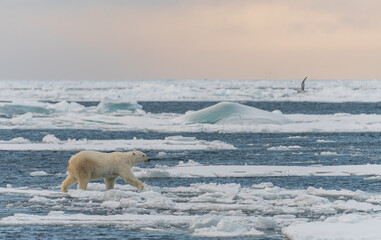 Obraz na płótnie Canvas polar bear in the region