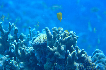 coral reef underwater / lagoon with corals, underwater landscape, snorkeling trip