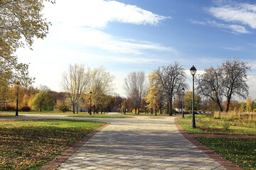 autumn season landscape in park, view of yellow trees alley background