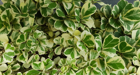 epipremnum aureum, marble queen green leaves in the garden. the shape consists of small trees. for texture and background. 