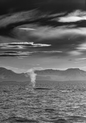 Blue whale in the arctic region