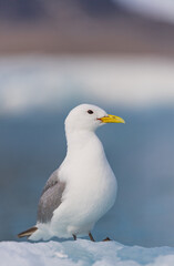 Obraz premium Seagulls 