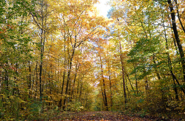 Autumn forest scenery with path of fall leaves & warm light illumining the gold foliage. 