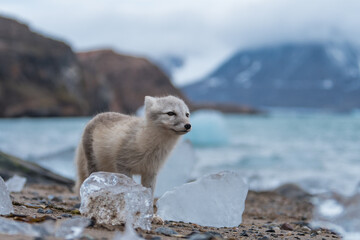Arctic fox 