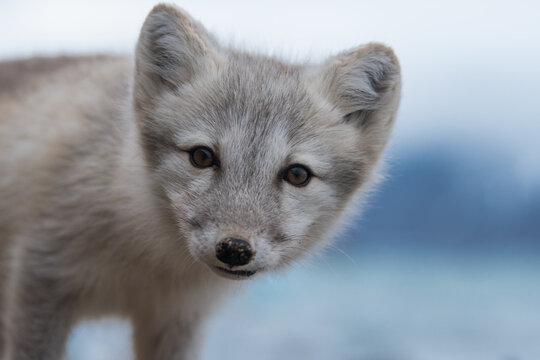 Arctic fox 