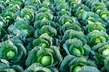 cabbage field green farm greenhouse background white