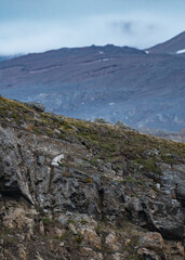 Arctic fox