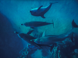 Obraz na płótnie Canvas five playing spinner dolphins while diving in the red sea