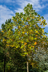Fototapeta na wymiar Golden, and yellow leaves Tulip tree (Liriodendron tulipifera), Autumn foliage American or Tulip Poplar on blue sky background. Selective focus. There is place for text