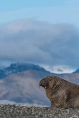 Foto auf Alu-Dibond Walrus © Dalida Innes