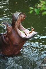 Hippo with open mouth asks for food from zoo visitors.