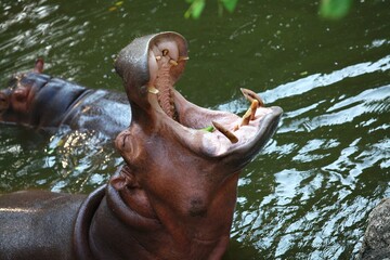 Fototapeta na wymiar Hippo with open mouth asks for food from zoo visitors.
