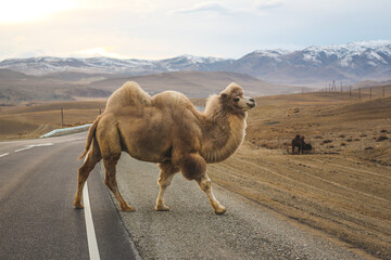 Camel in the middle of the road