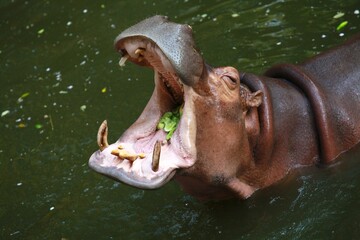Fototapeta premium Hippo with open mouth asks for food from zoo visitors.