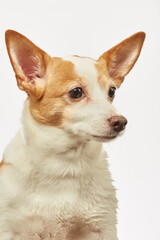 jack russell terrier