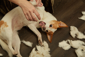 jack russell terrier