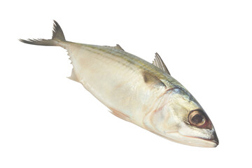 Fresh mackerel fish isolated on white background