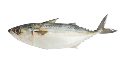 Short mackerel fish isolated on white background