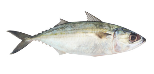 Mackerel fish isolated on white background