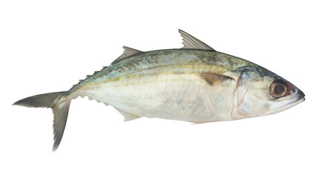 Short mackerel fish isolated on white background