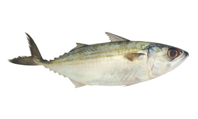 Short mackerel fish isolated on white background